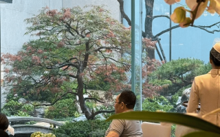 杨幂父母苏州买房，母亲背爱马仕身材超绝，女销售只围着父亲转！（杨幂父母有钱吗是真的吗）