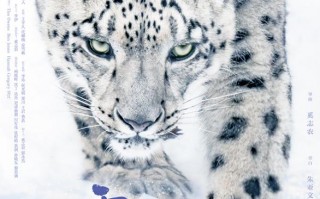 雪豹和她的朋友们 Snow Leopards and Friends