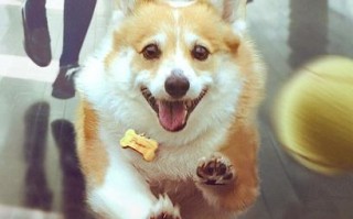 一条叫王子的狗 A Dog Named “Wang Zi