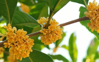 包含五月桂花香的词条