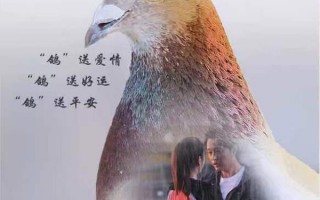 你好，鸽先生 HELLO,MR.PIGEON