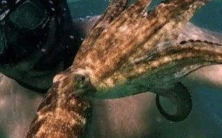 我的章鱼老师 My Octopus Teacher