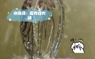老番茄女友水母哥真实身份曝光，长相与名字形成鲜明对比，引发关注