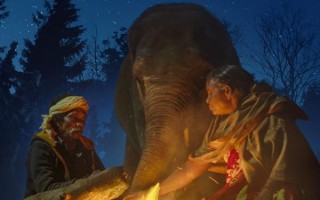 小象守护者 The Elephant Whisperers