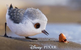 鹬 Piper