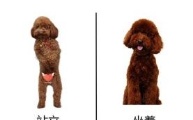 揭秘泰迪姐妹团名称由来：是贬义还是爱好？