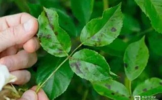 白茵重返公众视野，82岁老戏骨近况引发网友热议