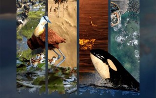 地球脉动：万物有道 Planet Earth- Forces of Nature