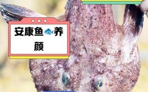 安康鱼食用全解：没有禁忌，揭开鲜美与传统文化的矛盾