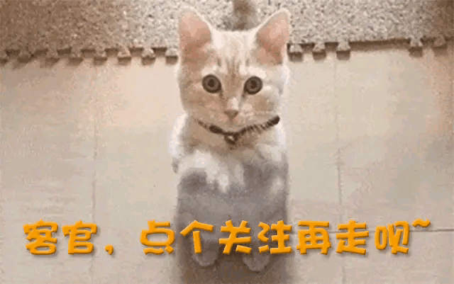 6位娱乐圈的“半截美人”,看脸绝美,但腿粗、虎背熊腰是硬伤(半截美女出世打一蔬菜名)-第44张图片-九妖电影 6位娱乐圈的“半截美人”,看脸绝美,但腿粗、虎背熊腰是硬伤(半截美女出世打一蔬菜名)-第44张图片-九妖电影