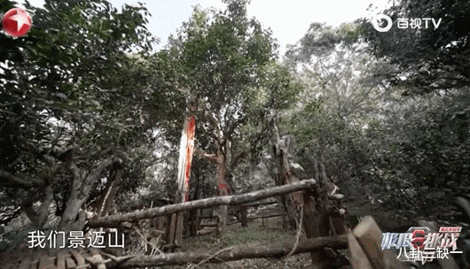 卧龙与凤雏并存，我的宝藏神综回来了！（卧龙与凤雏动画）-第39张图片-九妖电影