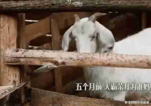 向往的生活小羊去世上热搜，有人却看不惯？粉丝：多学学爱和尊重-第3张图片-九妖电影