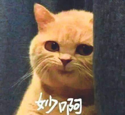 草根版《奇葩说》：起猛了，看见网友在直播间打辩论-第15张图片-九妖电影