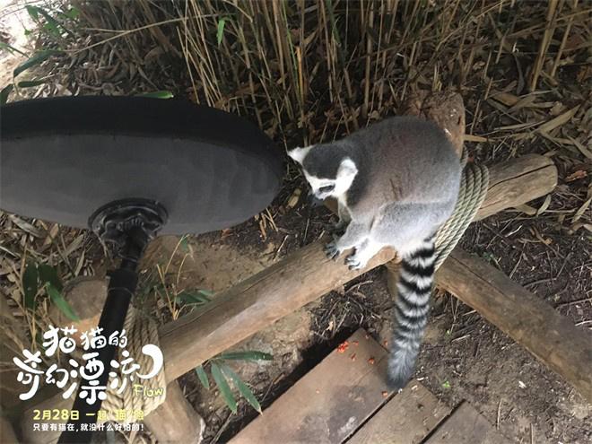 《猫猫的奇幻漂流》幕后特辑曝光 来看萌宠诞生记（猫的奇妙之处）-第3张图片-九妖电影