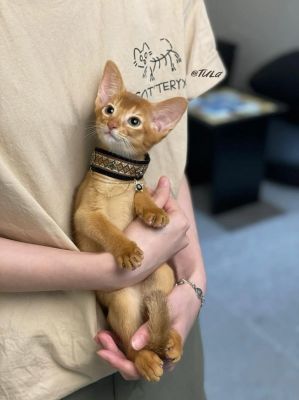 阿比西尼亚猫为何被禁养？揭秘古埃及神秘猫咪真相-第1张图片-九妖电影