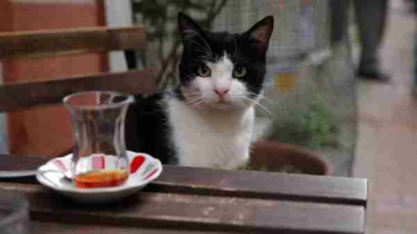 爱猫之城 Kedi-第5张图片-九妖电影