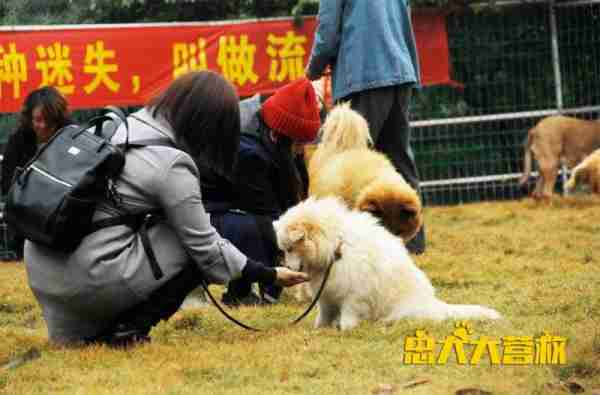 忠犬大营救-第4张图片-九妖电影