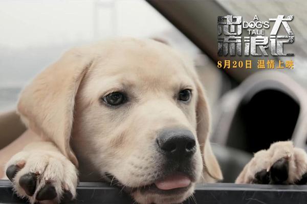 忠犬流浪记 A Dog's Tale-第5张图片-九妖电影