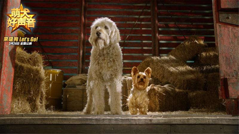 萌犬好声音 Pup Star-第3张图片-九妖电影