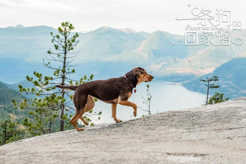 一条狗的回家路 A Dog's Way Home-第2张图片-九妖电影