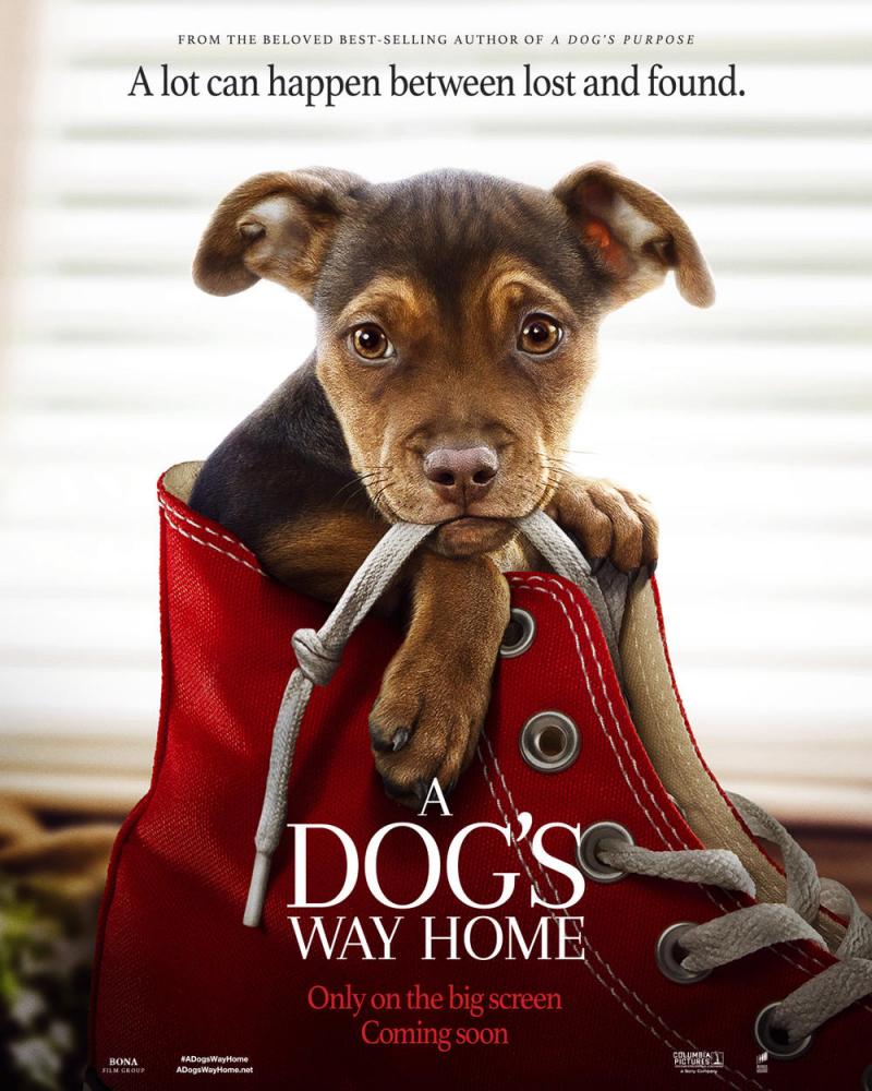 一条狗的回家路 A Dog's Way Home-第5张图片-九妖电影