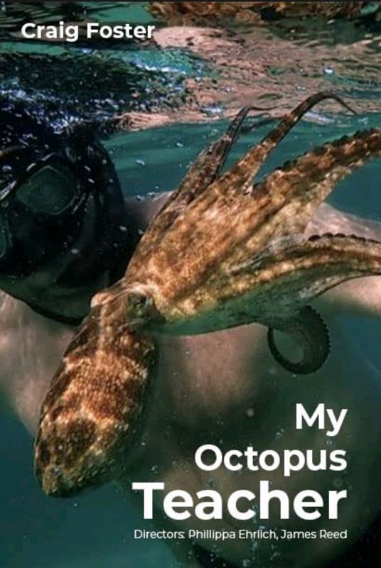 我的章鱼老师 My Octopus Teacher-第1张图片-九妖电影 我的章鱼老师 My Octopus Teacher-第1张图片-九妖电影
