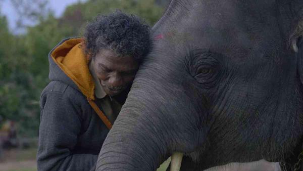 小象守护者 The Elephant Whisperers-第5张图片-九妖电影