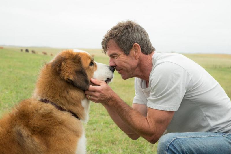 一条狗的使命 A Dog's Purpose-第3张图片-九妖电影