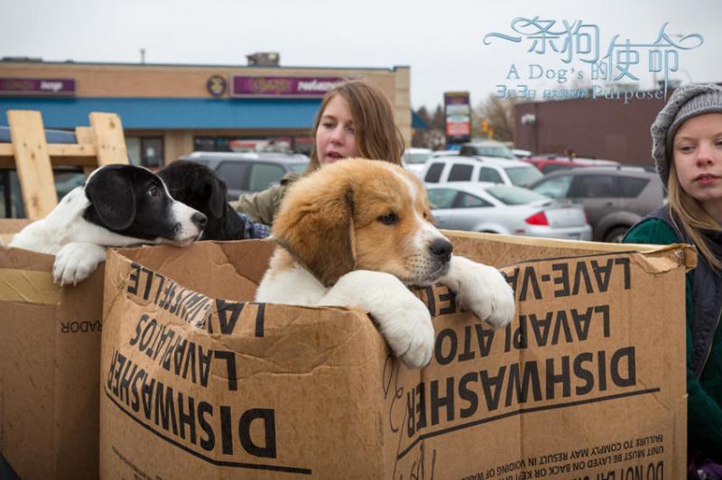 一条狗的使命 A Dog's Purpose-第4张图片-九妖电影