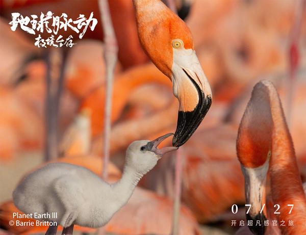 地球脉动：极境生存 Planet Earth：Hostile Paradise or Perfect Hell？-第3张图片-九妖电影