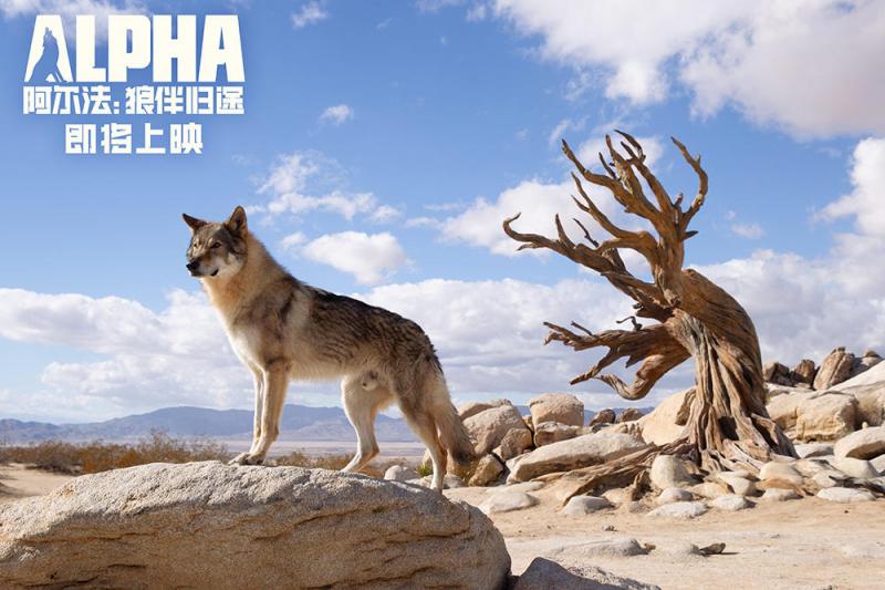 阿尔法：狼伴归途 Alpha-第2张图片-九妖电影