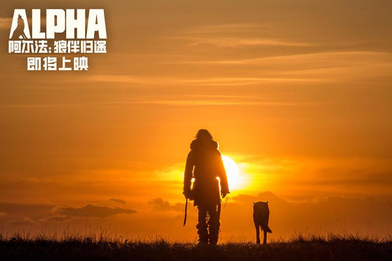 阿尔法：狼伴归途 Alpha-第3张图片-九妖电影