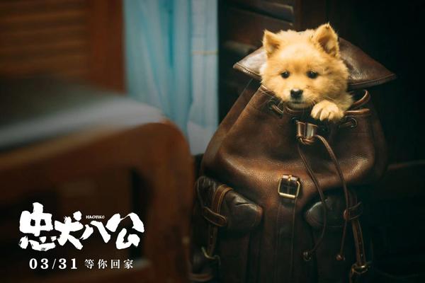 忠犬八公 HACHIKO-第3张图片-九妖电影