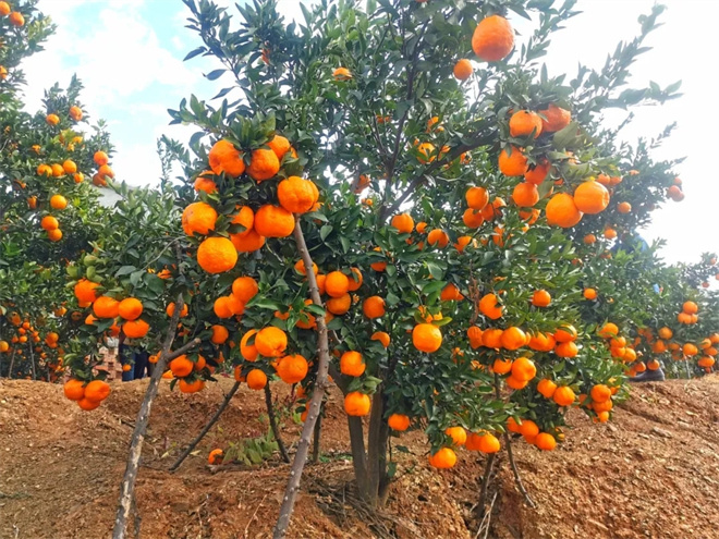 电影《白桔》“创作交流会”在云南昆明举行-第16张图片-旧杳电影网