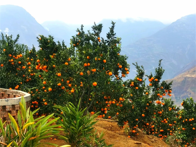 电影《白桔》“创作交流会”在云南昆明举行-第15张图片-旧杳电影网