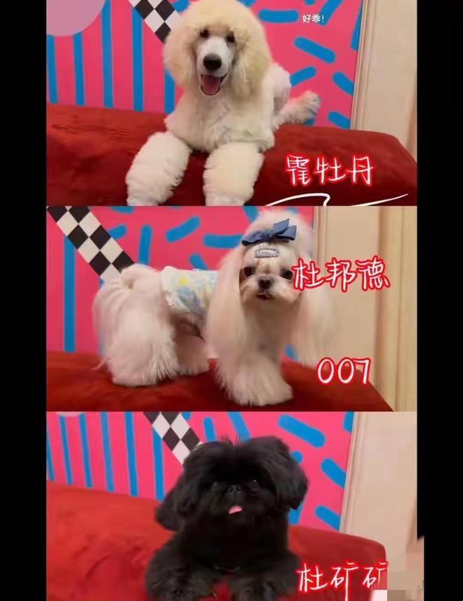 杜江没有想到，半隐退的妻子霍思燕，如今拿下国际大奖为他争了光-第5张图片-旧杳电影网