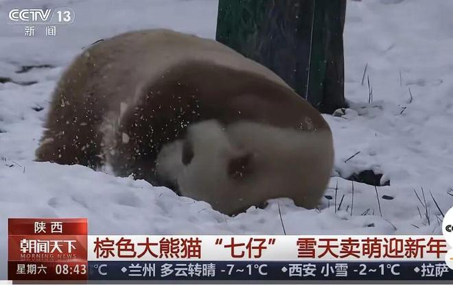 E句话-工作室宣布向涵之单身？-第29张图片-旧杳电影网