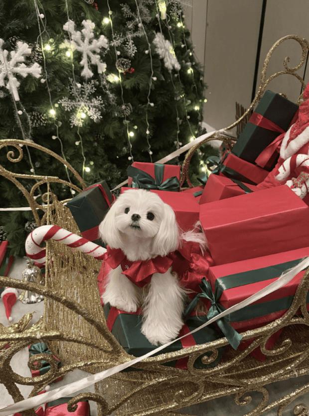 李一桐抱小狗拍照，笑容灵动又俏皮-第4张图片-旧杳电影网