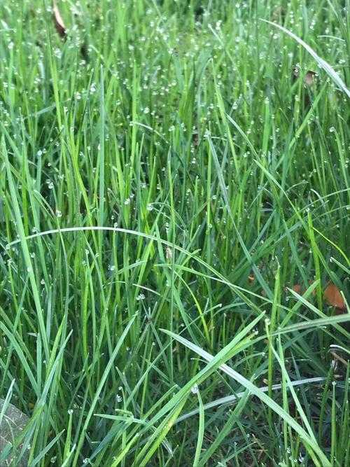 小草(小草英语)-第1张图片-九妖电影