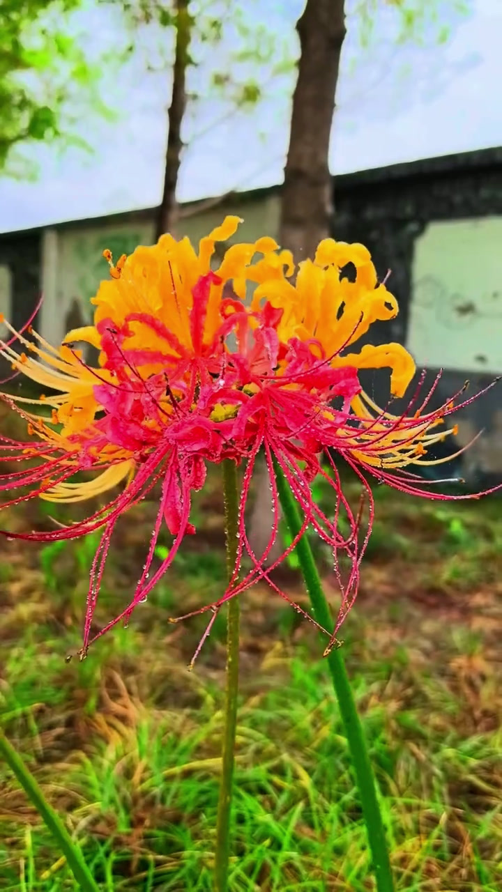 彼岸花(彼岸花电视剧)-第2张图片-九妖电影